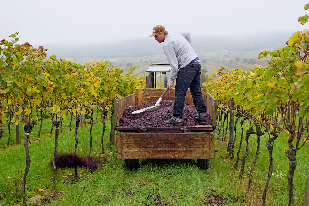 Виноградники удобряют виноградным жмыхом которыи в изобилии остается после виноделия.jpg
